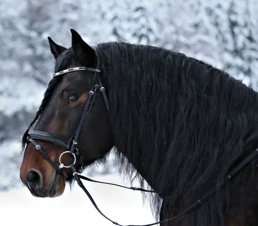 Leder Trense Schwarz DANDY Lack Glitzer VB WB X Full XXF Kaltblut Zaum Ledertrense Schwedisch + Z�gel Ledertrense ergonomisch Fischgr�t Muster