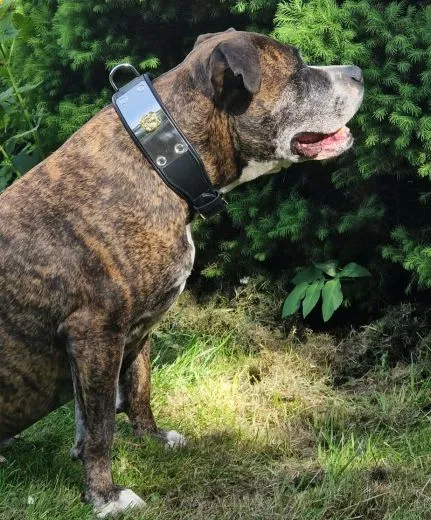 Lederhalsband THOR Breit Metallplatte Schwarz Leder X L XL Hundekopf Bulli Leder Halsband