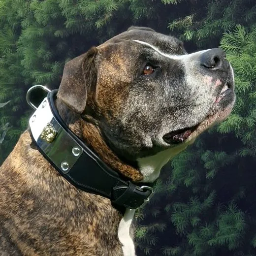 Lederhalsband THOR Breit Metallplatte Schwarz Leder X L XL Hundekopf Bulli Leder Halsband