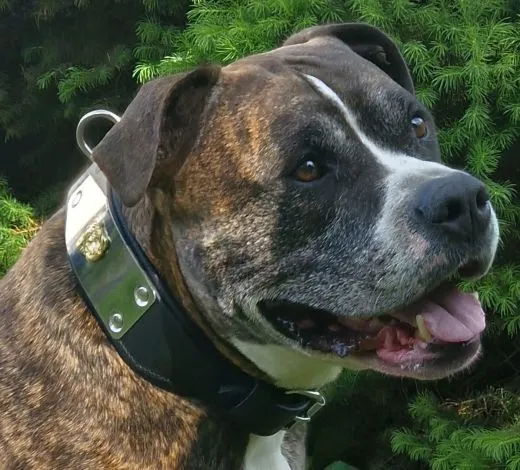 Lederhalsband THOR Breit Metallplatte Schwarz Leder X L XL Hundekopf Bulli Leder Halsband