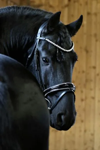 Leder Trense Schwarz DONNA Lack Glitzer VB, WB, X Full, XXF Kaltblut Zaum Ledertrense Schwedisch + Z�gel Ledertrense