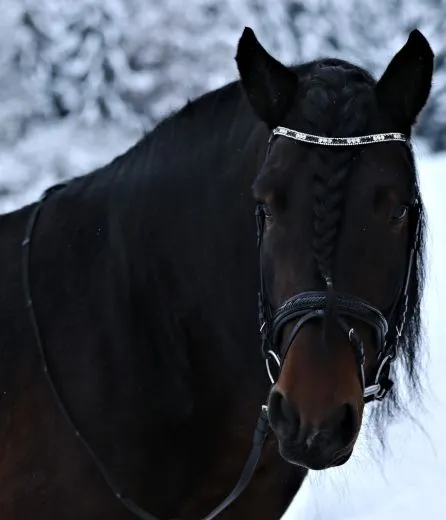 Leder Trense Schwarz DANDY Lack Glitzer VB WB X Full XXF Kaltblut Zaum Ledertrense Schwedisch + Z�gel Ledertrense ergonomisch F�chermuster