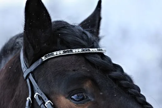 Leder Trense Schwarz DANDY Lack Glitzer VB WB X Full XXF Kaltblut Zaum Ledertrense Schwedisch + Z�gel Ledertrense ergonomisch F�chermuster