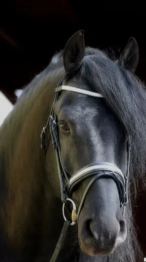 B WARE Trense Diamanti Strass Stirn + Nasenriemen Schwarz Leder VB WB Ledertrense B WARE