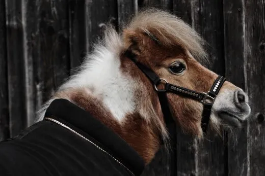 Paradedecke Fleece Anti Pilling Abschwitzdecke mit Kragen ZARAA Schwarz Silber- Goldfarben Rosegold 70 80 90 100 110 cm