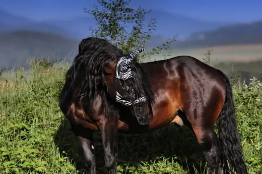 Zebra Fliegenhaube Fliegenmaske + Ohr Nasenschutz abnehmbar Schopfschlitz zum schliessen Minishetty Shetty/ Welsh PO VB WB XFULL XX Full