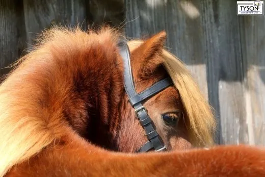 Leder Kappzaum Pony VB WB ergonomisch geformt + Gebiss Riemchen KappGH Zaum ab 49