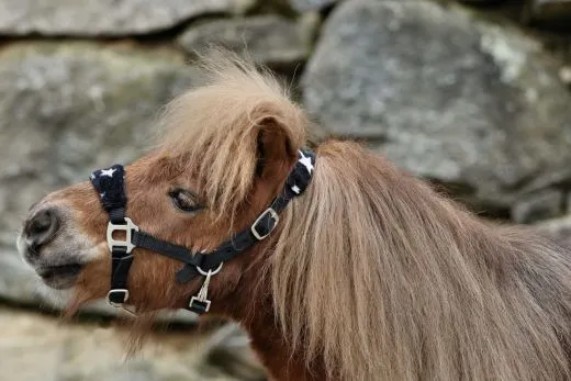 Glori Halfter Nicky Fleece Schwarz Minishetty Shetty Fohlenhalfter Nylonhalfter Plsch