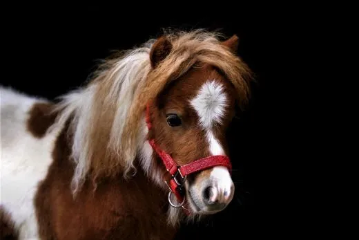 Fancy Halfter Minishetty Shetty Fohlenhalfter Glitzer Rot Glitzerhalfter Nylonhalfter Falabella Minipony