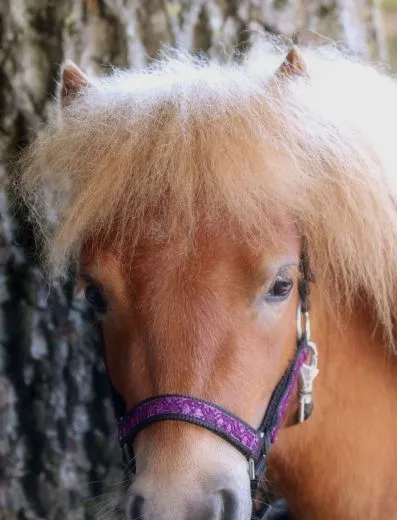 Halfter Fancy MMS Fohlenhalfter Glitzer Lila Fohlen Glitzerhalfter Kleiner Karabiner
