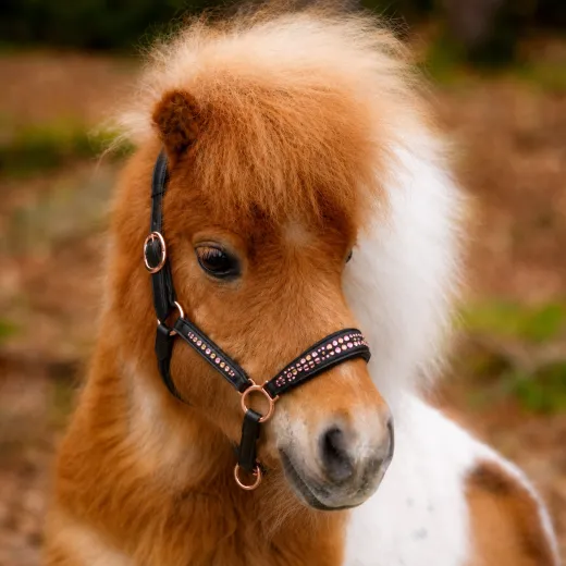 German Rose Lederhalfter Strassbesatz in Ros� / Gold und ros�goldfarbenen Beschl�gen Minishetty, Shetty & Welsh
