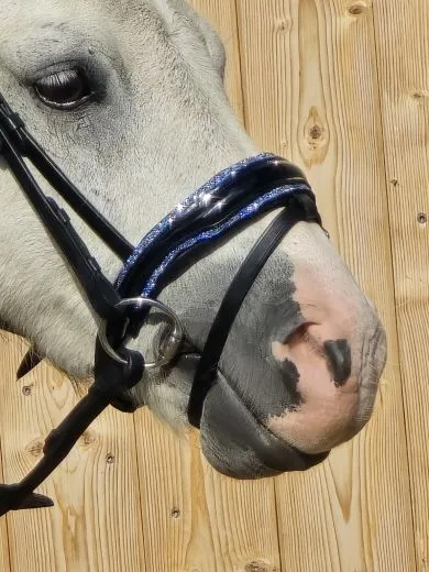 Luna Blau Leder Minishetty Shetty Welsh Ledertrense Leder Glitzertrense MS S Lack Strass