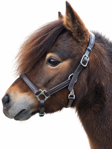 Avena Lederhalfter Leder Halfter Minishetty Shetty Welsh Pony Schwarz Braun ergonomisch - fallen gro� aus-