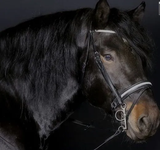 Leder Trense Diamanti Strass Stirn + Nasenriemen Schwarz Leder VB WB X-Full