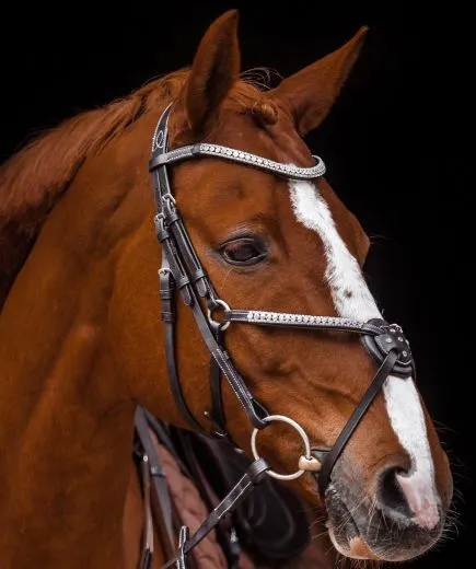 Mexikanisches Reithalfter Trense  DEISTER Leder Pony VB WB X Full Glitzer Springer Schwarz o Braun ab 69�