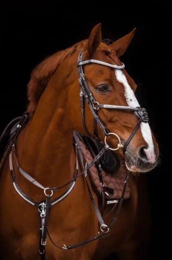 Mexikanisches Reithalfter Trense  DEISTER Leder Pony VB WB X Full Glitzer Springer Schwarz o Braun ab 69�