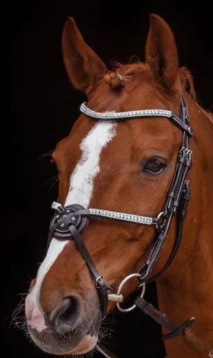 Mexikanisches Reithalfter Trense  DEISTER Leder Pony VB WB X Full Glitzer Springer Schwarz o Braun ab 69�