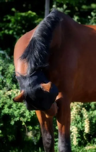 Fliegenhaube Fliegenmaske Pony VB WB Ex Full Kaltblut mit oder ohne Ohren Viel Augenfreiheit Schwarz