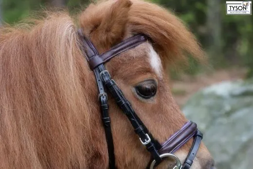 Trense Trio Butterweiche Schwarz/ Braun / Lila Strass Stirnband MS S incl. Z�gel Minishetty Shetty