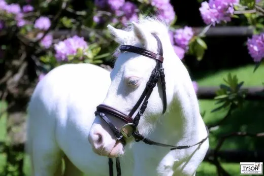 Trense Trio Butterweiche Schwarz/ Braun / Lila Strass Stirnband MS S incl. Z�gel Minishetty Shetty