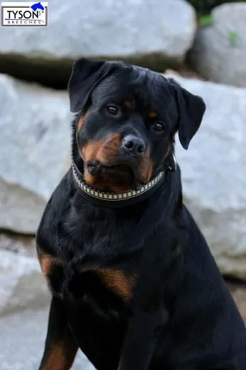 Hundehalsband Lederhalsband LENNY Schwarz Braun M XL BREIT 5,5 / 6,5 cm Halsband Leder Hohe Zugkraft