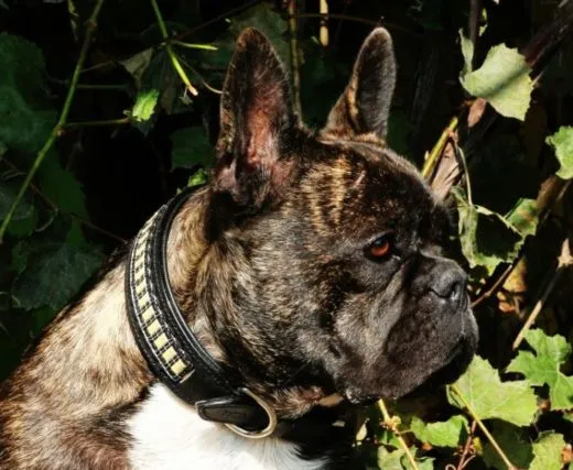 Hundehalsband Lederhalsband LENNY Schwarz Braun M XL BREIT 5,5 / 6,5 cm Halsband Leder Hohe Zugkraft