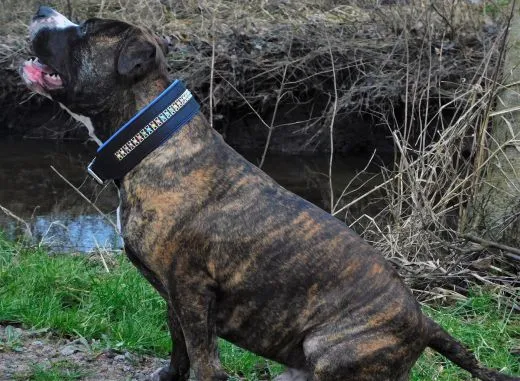 Lederhalsband Bunt Rainbow Leder Blau unterlegt M L XL BREIT ! Halsband Leder Hundehalsband