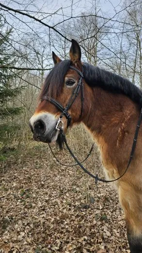 Trense Brilon X Gr. X-Full oder XXF Kaltblut Leder Schwarz Ergonomisch Zaum Lederzaum