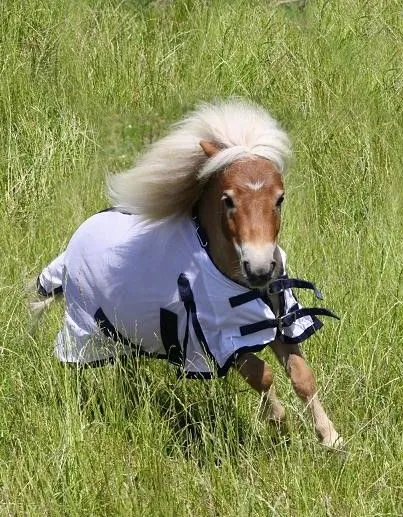 Fliegendecke wei� mit Halsteil, abnehmbar Netz 55 65 70 75 80 85 90 95 100 110 cm