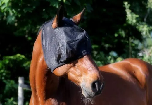 Fliegenhaube Pony VB WB X Full Fliegenmaske mit o. ohne Ohren Fliegenschutz viel Augenfreiheit Schwarz