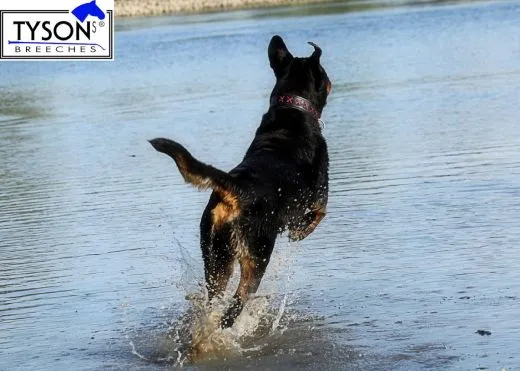 Lederhalsband Zierstich M L XL Extra Breit gro�e / mittlere Zierstick Schwarz Rot Leder Lederhalsband