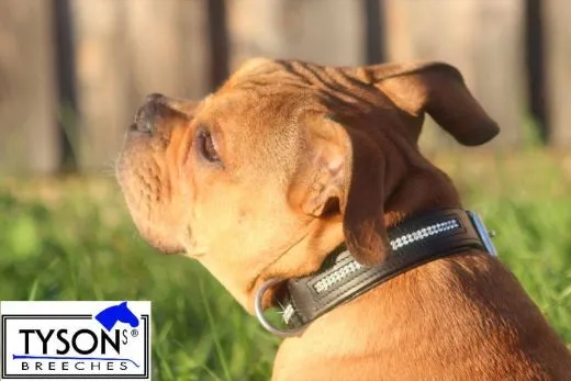 Hundehalsband Leder Schwarz Gr. M L XL Strass Extra Breit