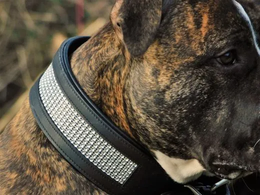 B -WARE Lederhalsband SALLY BREIT Glitzer LEDER NUR noch Gr. XL Halsband Leder REST RAUS PREIS 58-65 / 6,5 cm BREITE