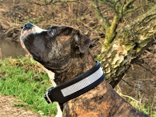 B -WARE Lederhalsband SALLY BREIT Glitzer LEDER NUR noch Gr. XL Halsband Leder REST RAUS PREIS 58-65 / 6,5 cm BREITE