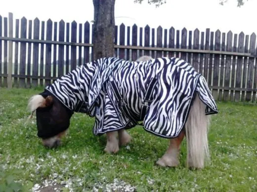 Fliegendecke ZEBRA mit Halsteil 60 70 75 80 85 90 95 100 cm R�ckenl�nge Schwarz Wei� Minishetty Shetty