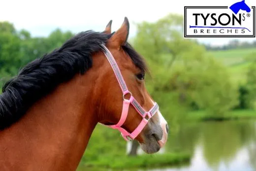 Halfter Hilly Glitzer Minishetty Baby Rosa Minishetty Shetty Pony VB WB X Full Nylonhalfter Glitzerhalfter