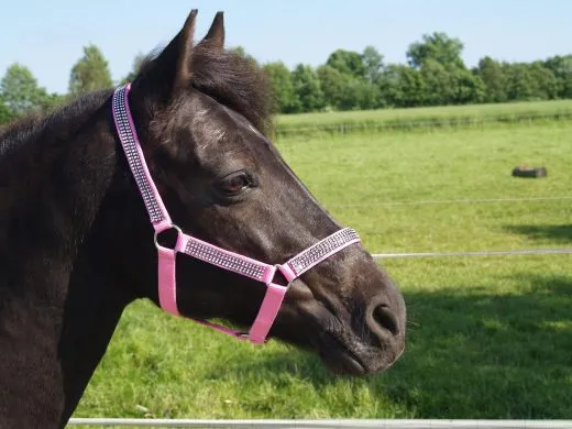 Halfter Hilly Glitzer nur noch X Full Nylonhalfter Glitzerhalfter B -WARE REST RAUS