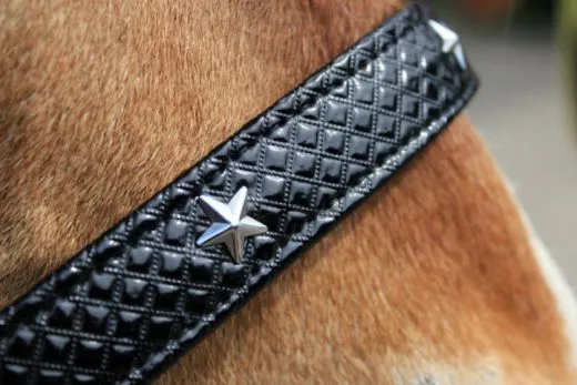 Halfter Stars Schwarz Lack Sterne Pony VB WB ExFULL XFULL Nylonhalfter