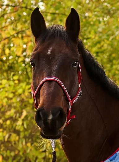 Halfter Hilly Nylon ROT GLITZER ! Minishetty Shetty Pony VB WB Extra Full XF