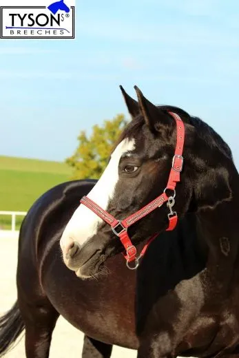 Halfter Hilly Nylon ROT GLITZER ! Minishetty Shetty Pony VB WB Extra Full XF