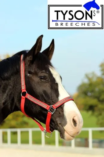 Halfter Hilly Nylon ROT GLITZER ! Minishetty Shetty Pony VB WB X Full Glitzerhalfter Nylonhalfter
