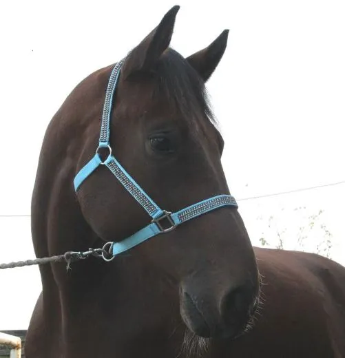 Halfter Hilly Nylon Hellblau GLITZER Shetty Pony Minishetty Shetty Pony VB WB XFull Glitzerhalfter