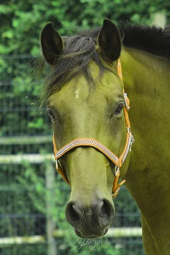 Halfter Hilly Nylon Orange GLITZERHALFTER Shetty Pony MS Minishetty Shetty Pony VB WB Extra Full XF