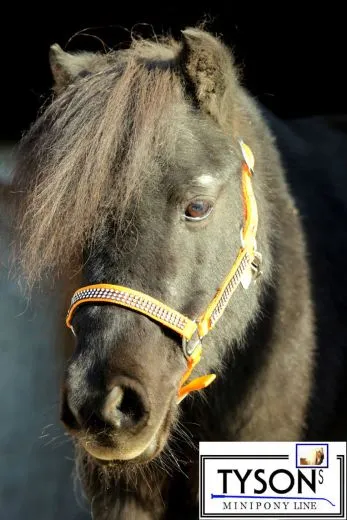 Halfter Hilly Nylon Orange GLITZERHALFTER Shetty Pony MS Minishetty Shetty Pony VB WB Extra Full XF
