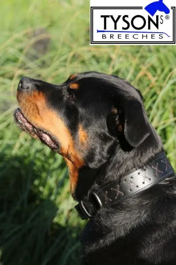 Hundehalsband Leder Zierstich Schwarz Braun M L XL BREIT Kreuz Halsband Leder Zierkreuz Lederhalsband Zierstick