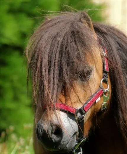 Nylon Halfter Fancy Glitzer Schwarz Rot MMS Minishetty Shetty Mini Shetty Fohlen Fohlenhalfter Glitzerhalfter Nylonhalfter