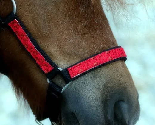 Nylon Halfter Fancy Glitzer Schwarz Rot MMS Minishetty Shetty Mini Shetty Fohlen Fohlenhalfter Glitzerhalfter Nylonhalfter