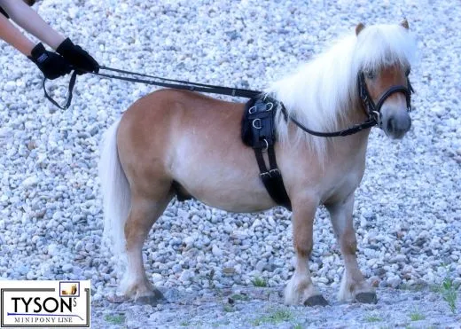 Gurtz�gel Z�gel Langz�gel 3 oder 4 Meter lang Schwarz Langz�gel Gurt