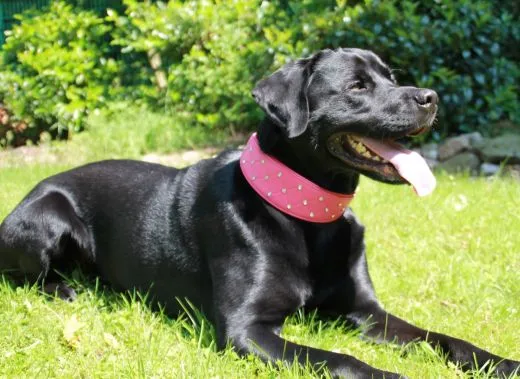 ROSA Pink Glitzer Strass Elena Buffalo Leder super weich NUR NOCH Gr. S Oval auslaufend