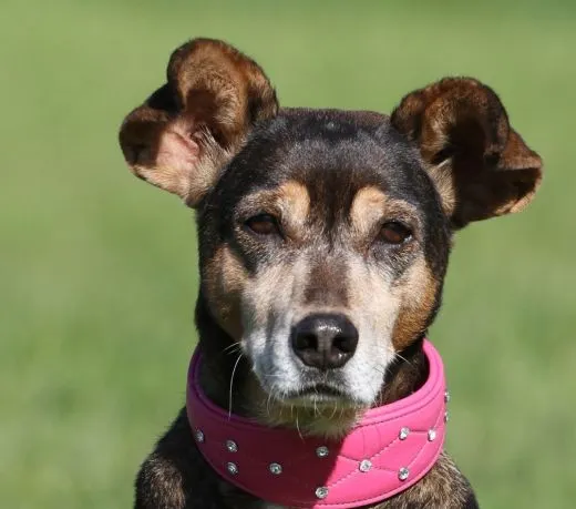 ROSA Pink Glitzer Strass Elena Buffalo Leder super weich NUR NOCH Gr. S Oval auslaufend